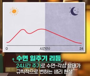 수면 일주기 리듬